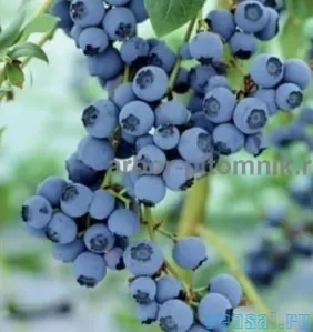 Саженцы голубики из питомника с доставкой и посадкой