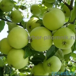 Саженцы яблони из питомника, с доставкой и посадкой по низкой цене