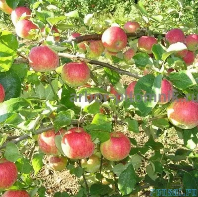 Саженцы яблони из питомника, с доставкой и посадкой по низкой цене